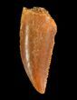 Serrated, Raptor Tooth - Morocco #73599-1